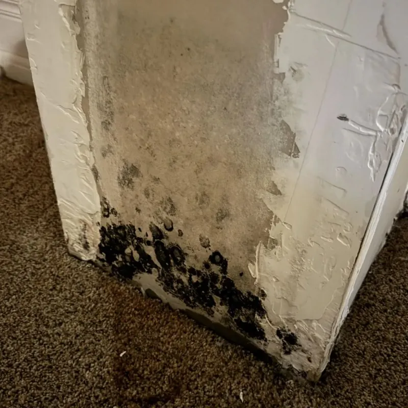 Professional Mold Removal in Big Horn County, WY